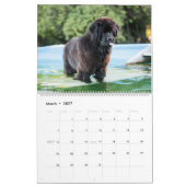 Notta Beer Newfoundlands Zwembadkalender Kalender (Mar 2027)
