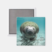 Nou Hallo daar Manatee Magnet (Voorkant / Achterkant)