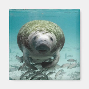 Nou Hallo daar Manatee Magnet