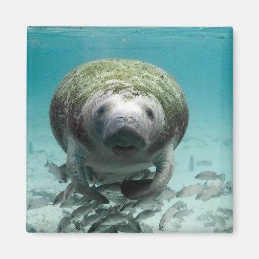 Nou Hallo daar Manatee Magnet (Voorkant)