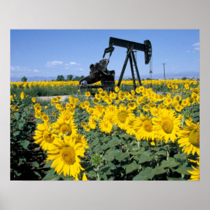 Nou, VS, Colorado, zonnebloemen, olieboortoren Poster