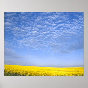 Nou, VS, ID, Grangeville, veld met koolzaadgewas Poster