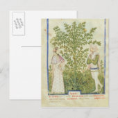 Nouv Acq Lat Celery uit "Tacuinum Sanitatis" Briefkaart (Voorkant / Achterkant)
