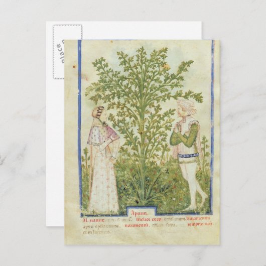 Nouv Acq Lat Celery uit "Tacuinum Sanitatis" Briefkaart (Voorkant / Achterkant)