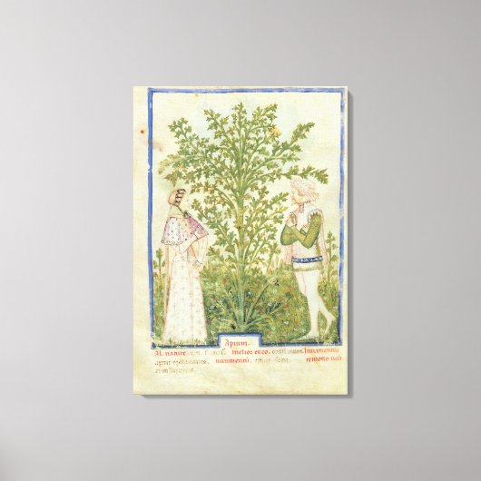Nouv Acq Lat Celery uit "Tacuinum Sanitatis" Canvas Afdruk (Voorkant)
