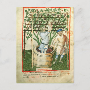 Nouv Acq Lat Gathering en persen van druiven Briefkaart