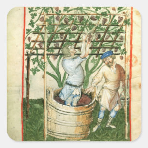 Nouv Acq Lat Gathering en persen van druiven Vierkante Sticker