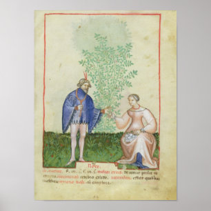 Nouv Acq LatRoses uit "Tacuinum Sanitatis" Poster