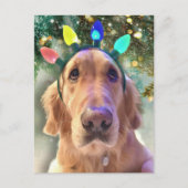 Nova De Gouden Retriever's Kerstmis Briefkaart (Voorkant)
