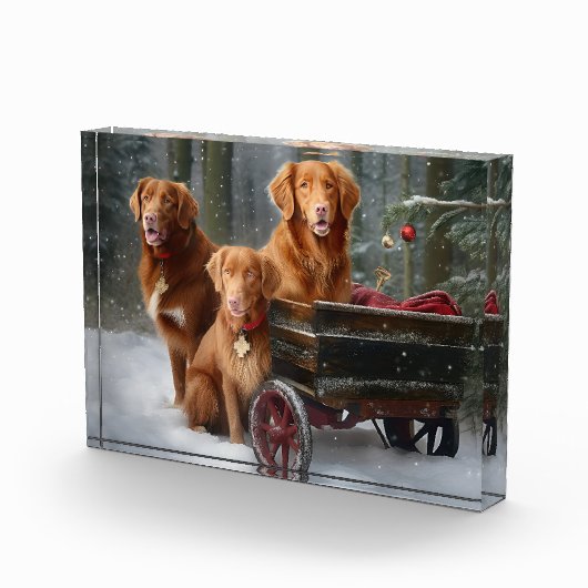 Nova Scotia Duck Toller Retriever Sneeuwslee Fotoblokken (Rechts)