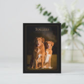 Nova Scotia Duck Tolling Briefkaart (Staand voorkant)