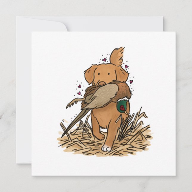 Nova Scotia Duck Tolling Retriever (Voorkant)