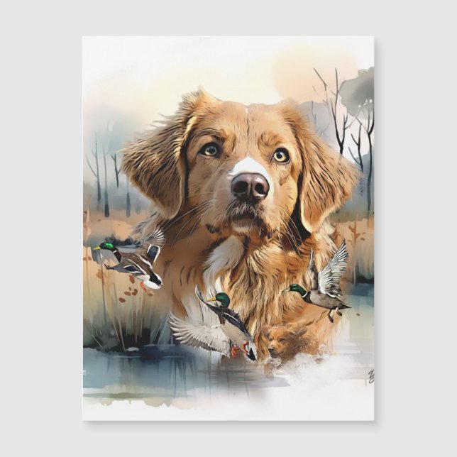 Nova Scotia Duck Tolling Retriever, Art (Voorkant)