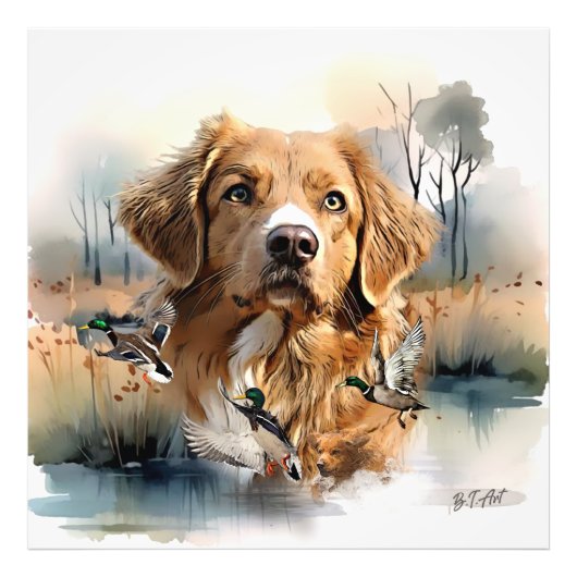 Nova Scotia Duck Tolling Retriever, Art Foto Afdruk (Voorkant)