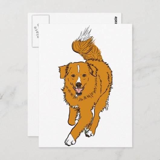 Nova Scotia Duck Tolling Retriever Briefkaart (Voorkant / Achterkant)
