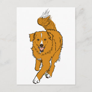 Nova Scotia Duck Tolling Retriever Briefkaart