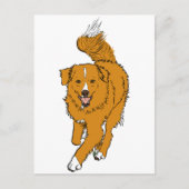 Nova Scotia Duck Tolling Retriever Briefkaart (Voorkant)