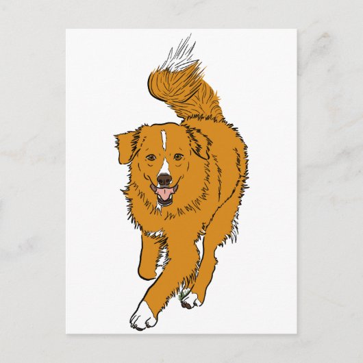 Nova Scotia Duck Tolling Retriever Briefkaart (Voorkant)