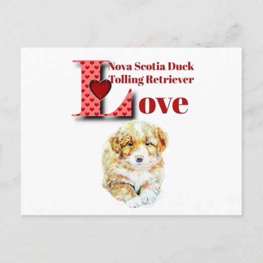 Nova Scotia Duck Tolling Retriever Briefkaart (Voorkant)
