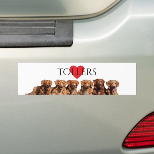Nova Scotia Duck Tolling Retriever Bumpersticker (Op auto)