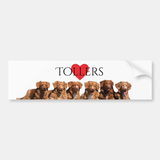 Nova Scotia Duck Tolling Retriever Bumpersticker (Voorkant)