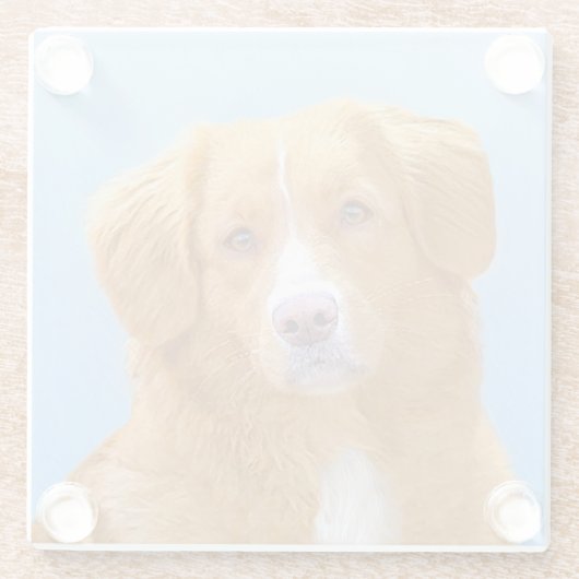 Nova Scotia Duck Tolling Retriever Dog Painting Glazen Onderzetter (Achterkant)