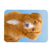 Nova Scotia Duck Tolling Retriever Dog Painting Magneet (Horizontaal)