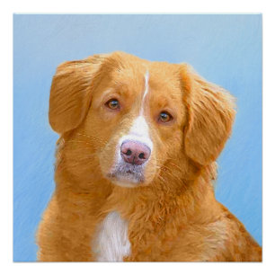 Nova Scotia Duck Tolling Retriever Dog Painting Perfect Poster