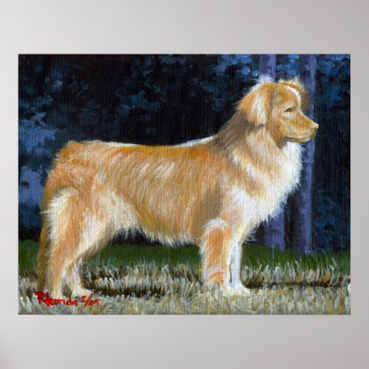 Nova Scotia Duck Tolling Retriever Dog Portret Poster (Voorkant)
