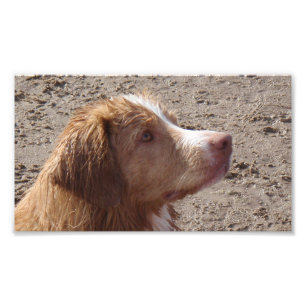 Nova_Scotia_Duck_Tolling_Retriever Foto Afdruk