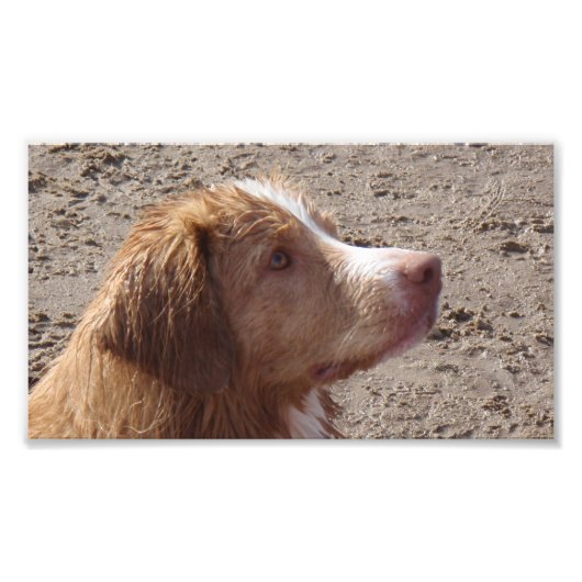 Nova_Scotia_Duck_Tolling_Retriever Foto Afdruk (Voorkant)