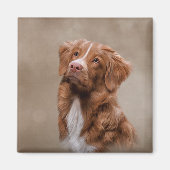 Nova Scotia Duck Tolling Retriever hond Magneet (Voorkant)