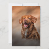 Nova Scotia Duck Tolling Retriever Kaart (Voorkant)