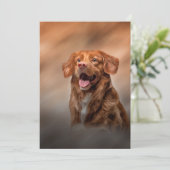 Nova Scotia Duck Tolling Retriever Kaart (Staand voorkant)