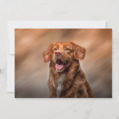 Nova Scotia Duck Tolling Retriever Kaart (Achterkant)