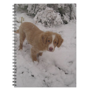 Nova_Scotia_Duck-Tolling_Retriever pup in sneeuw Notitieboek
