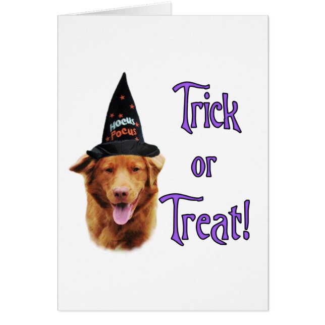 Nova Scotia Duck Tolling Retriever Trick (Voorkant)