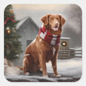 Nova Scotia Eend Toller Hond in Sneeuw Kerstmis Vierkante Sticker (Voorkant)