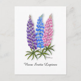 Nova Scotia Lupinen Briefkaart