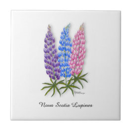 Nova Scotia Lupinen Tegeltje