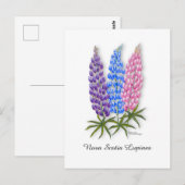 Nova Scotia Lupines Briefkaart (Voorkant / Achterkant)