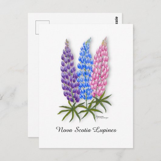 Nova Scotia Lupines Briefkaart (Voorkant / Achterkant)