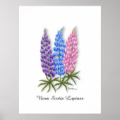 Nova Scotia Lupines Poster (Voorkant)