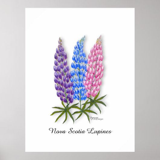 Nova Scotia Lupines Poster (Voorkant)