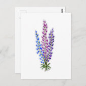 Nova Sotia Lupines Briefkaart (Voorkant / Achterkant)
