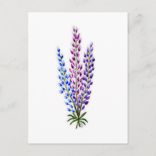 Nova Sotia Lupines Briefkaart (Voorkant)