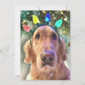 Nova the Golden Retriever Dog Kerstmis Uitnodiging (Voorkant)