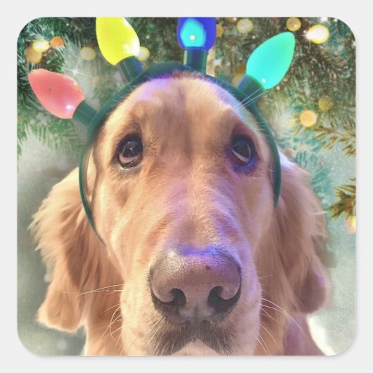 Nova the Golden Retriever - Kerst stickers (Voorkant)