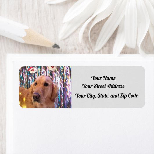Nova The Golden Retriever - Santa Paws - Adres Etiket (Insitu)