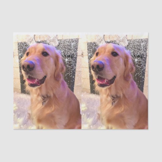 Nova the Golden Retriever Tissue Paper Tissuepapier (Voorkant)